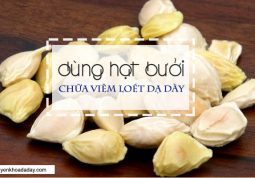 Hạt bưởi có tác dụng trong điều trị bệnh viêm loét dạ dày