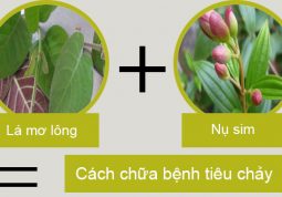 Bài thuốc từ lá mơ lông và nụ sim chữa bệnh tiêu chảy